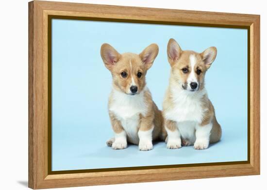 Welsh Corgi Dog (Pembroke) Puppies-null-Framed Premier Image Canvas