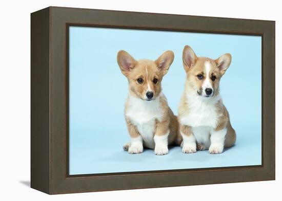 Welsh Corgi Dog (Pembroke) Puppies-null-Framed Premier Image Canvas