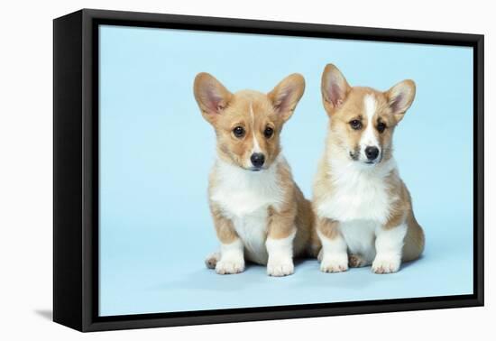 Welsh Corgi Dog (Pembroke) Puppies-null-Framed Premier Image Canvas