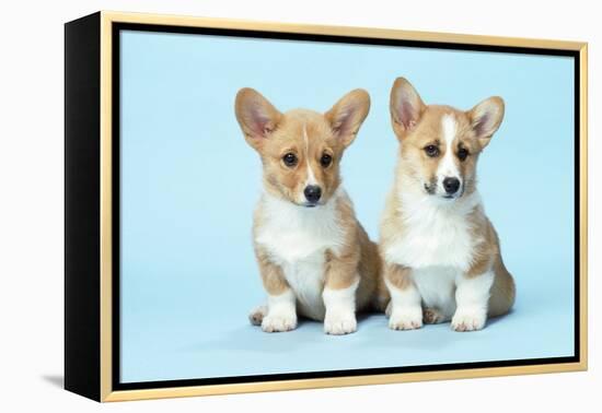 Welsh Corgi Dog (Pembroke) Puppies-null-Framed Premier Image Canvas