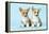 Welsh Corgi Dog (Pembroke) Puppies-null-Framed Premier Image Canvas