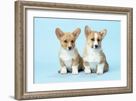 Welsh Corgi Dog (Pembroke) Puppies-null-Framed Photographic Print