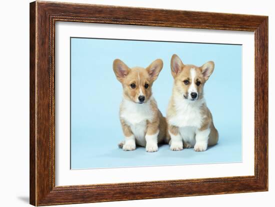 Welsh Corgi Dog (Pembroke) Puppies-null-Framed Photographic Print