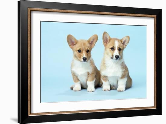 Welsh Corgi Dog (Pembroke) Puppies-null-Framed Photographic Print