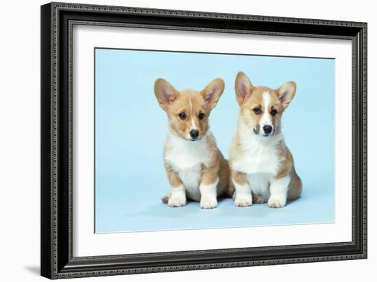 Welsh Corgi Dog (Pembroke) Puppies-null-Framed Photographic Print