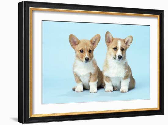 Welsh Corgi Dog (Pembroke) Puppies-null-Framed Photographic Print