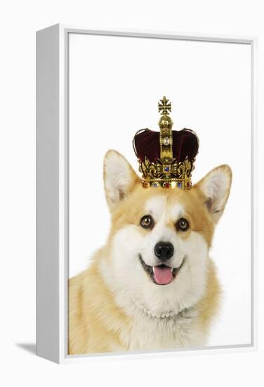 Welsh Corgi Dog Wearing Crown and Pearls-null-Framed Premier Image Canvas