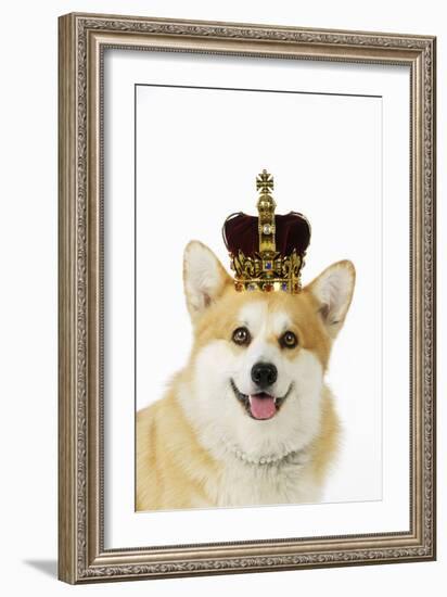 Welsh Corgi Dog Wearing Crown and Pearls-null-Framed Photographic Print