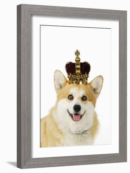 Welsh Corgi Dog Wearing Crown and Pearls-null-Framed Photographic Print