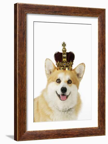 Welsh Corgi Dog Wearing Crown and Pearls-null-Framed Photographic Print