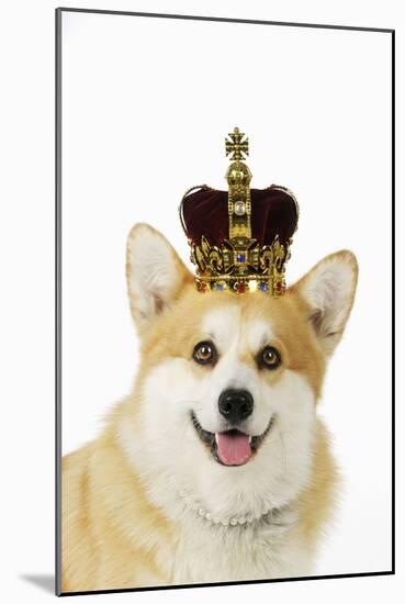 Welsh Corgi Dog Wearing Crown and Pearls-null-Mounted Photographic Print