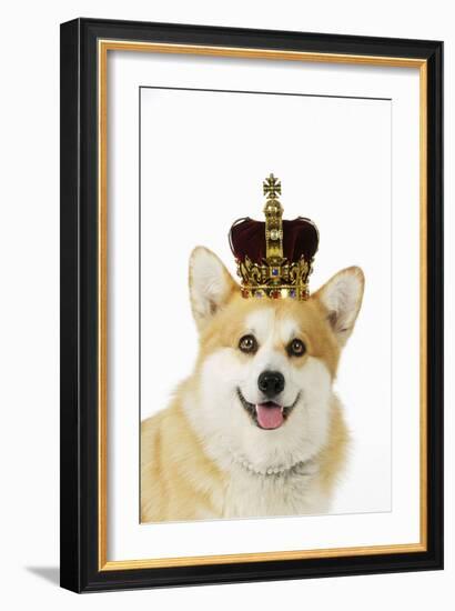 Welsh Corgi Dog Wearing Crown and Pearls-null-Framed Photographic Print