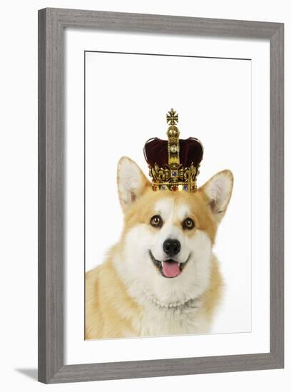 Welsh Corgi Dog Wearing Crown and Pearls-null-Framed Photographic Print