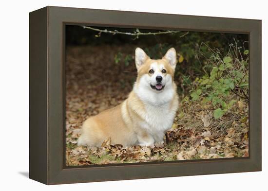 Welsh Corgi in Autumn Leaves-null-Framed Premier Image Canvas