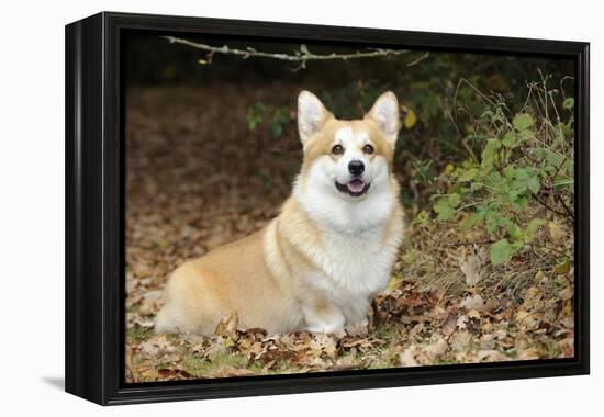 Welsh Corgi in Autumn Leaves-null-Framed Premier Image Canvas