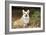 Welsh Corgi in Autumn Leaves-null-Framed Photographic Print