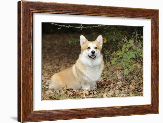 Welsh Corgi in Autumn Leaves-null-Framed Photographic Print