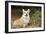 Welsh Corgi in Autumn Leaves-null-Framed Photographic Print