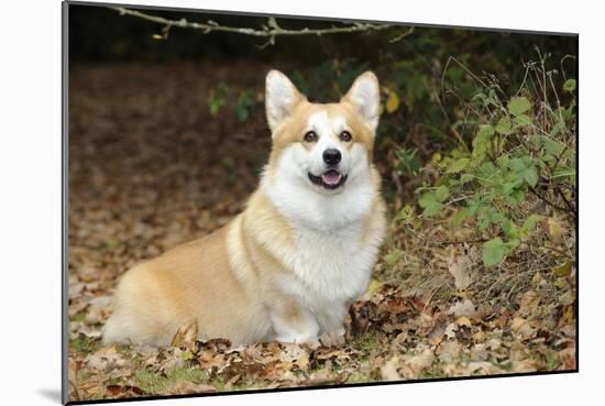 Welsh Corgi in Autumn Leaves-null-Mounted Photographic Print