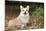 Welsh Corgi in Autumn Leaves-null-Mounted Photographic Print