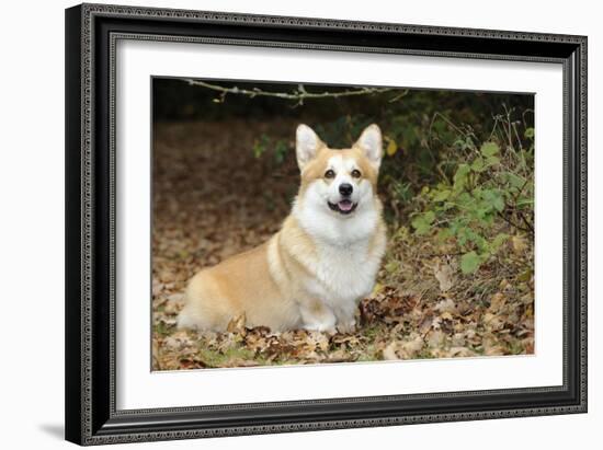 Welsh Corgi in Autumn Leaves-null-Framed Photographic Print