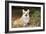 Welsh Corgi in Autumn Leaves-null-Framed Photographic Print