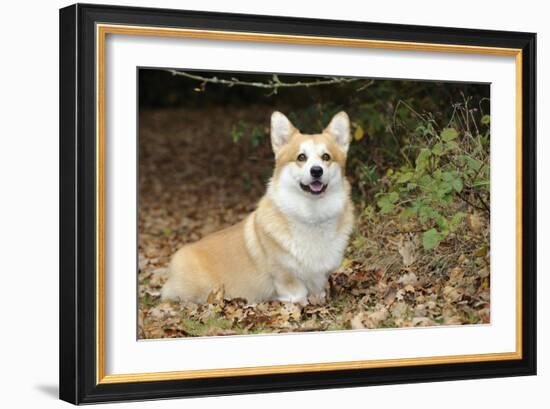 Welsh Corgi in Autumn Leaves-null-Framed Photographic Print