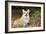 Welsh Corgi in Autumn Leaves-null-Framed Photographic Print