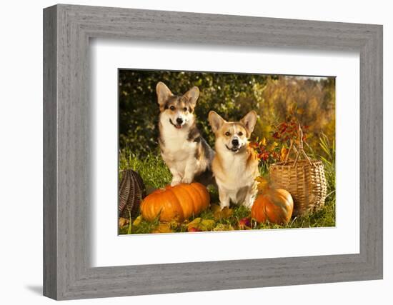 Welsh Corgi Pembroke Dog-Lilun-Framed Photographic Print