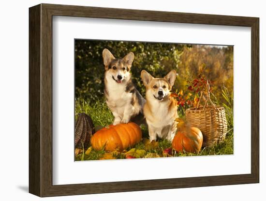 Welsh Corgi Pembroke Dog-Lilun-Framed Photographic Print