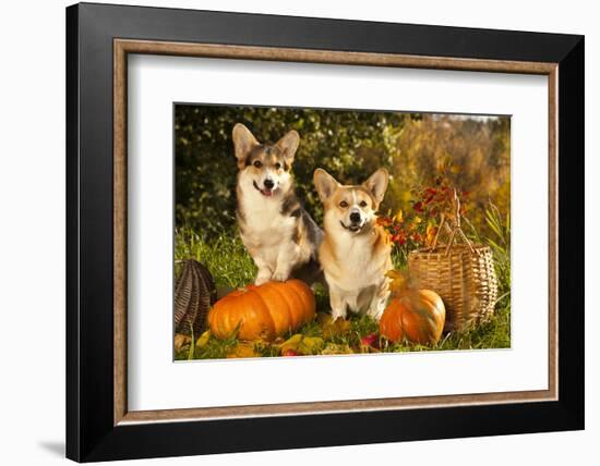 Welsh Corgi Pembroke Dog-Lilun-Framed Photographic Print