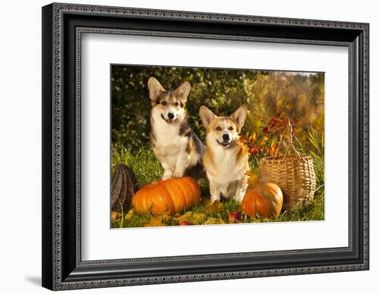 Welsh Corgi Pembroke Dog-Lilun-Framed Photographic Print