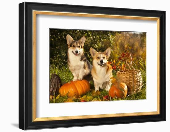 Welsh Corgi Pembroke Dog-Lilun-Framed Photographic Print