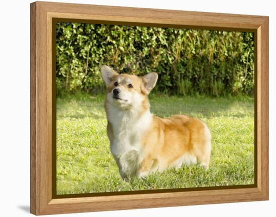 Welsh Corgi Pembroke-f8grapher-Framed Premier Image Canvas