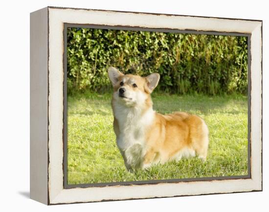 Welsh Corgi Pembroke-f8grapher-Framed Premier Image Canvas