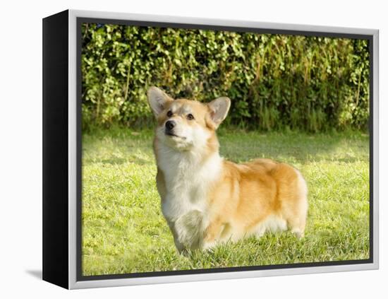 Welsh Corgi Pembroke-f8grapher-Framed Premier Image Canvas