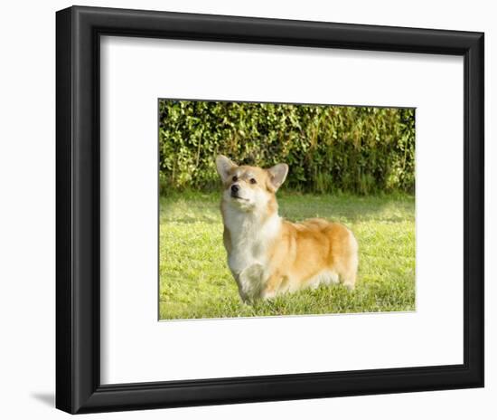 Welsh Corgi Pembroke-f8grapher-Framed Photographic Print