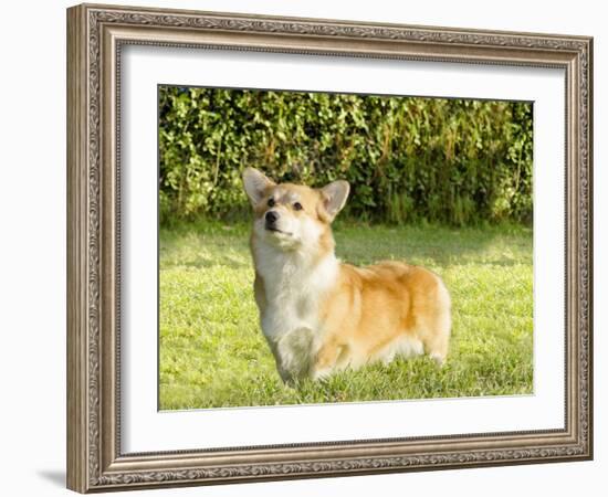 Welsh Corgi Pembroke-f8grapher-Framed Photographic Print