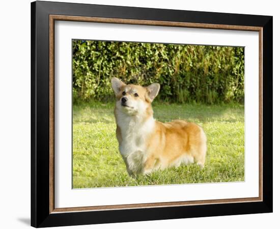 Welsh Corgi Pembroke-f8grapher-Framed Photographic Print