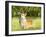 Welsh Corgi Pembroke-f8grapher-Framed Photographic Print