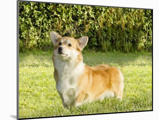 Welsh Corgi Pembroke-f8grapher-Mounted Photographic Print