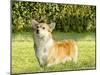 Welsh Corgi Pembroke-f8grapher-Mounted Photographic Print