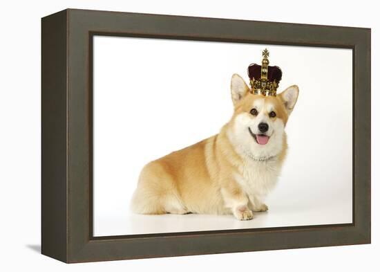 Welsh Corgi Wearing Crown and Pearls-null-Framed Premier Image Canvas