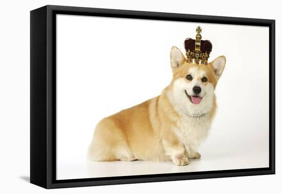 Welsh Corgi Wearing Crown and Pearls-null-Framed Premier Image Canvas