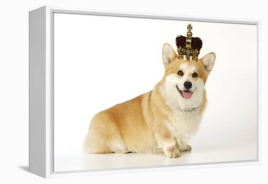 Welsh Corgi Wearing Crown and Pearls-null-Framed Premier Image Canvas