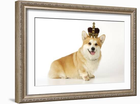 Welsh Corgi Wearing Crown and Pearls-null-Framed Photographic Print