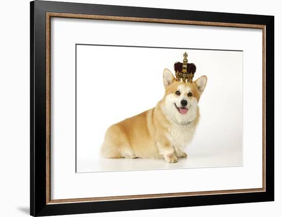 Welsh Corgi Wearing Crown and Pearls-null-Framed Photographic Print