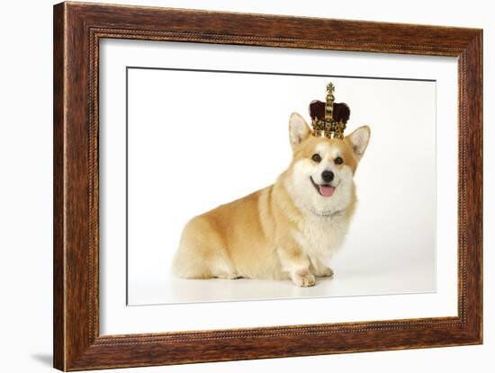 Welsh Corgi Wearing Crown and Pearls-null-Framed Photographic Print