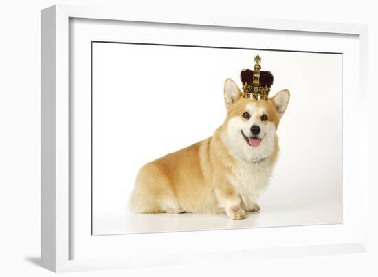 Welsh Corgi Wearing Crown and Pearls-null-Framed Photographic Print