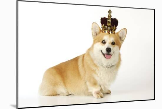 Welsh Corgi Wearing Crown and Pearls-null-Mounted Photographic Print